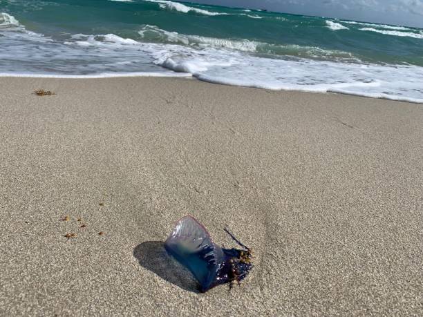 istock Beached blue jellyfish on sea shore 1265698850