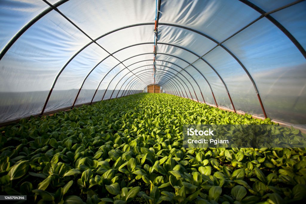 Organic greenhouse Harvest time on a farm Greenhouse Stock Photo