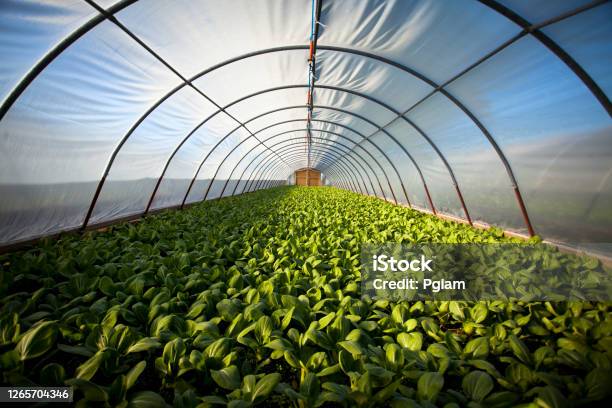 Organic Greenhouse Stock Photo - Download Image Now - Greenhouse, Agriculture, Crop - Plant
