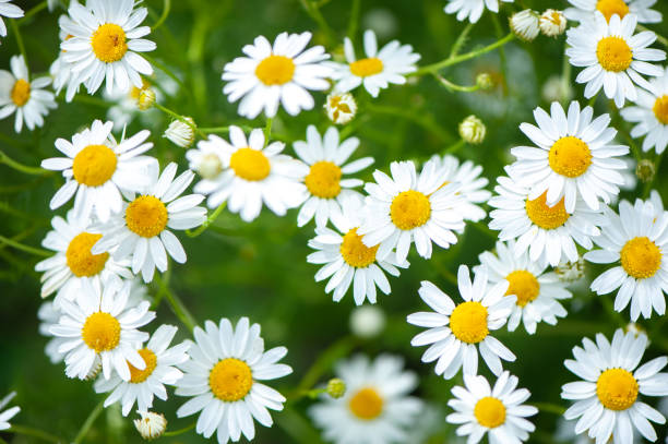 istock Daisies in the field, spring and summer theme, beautiful landscape 1265705641
