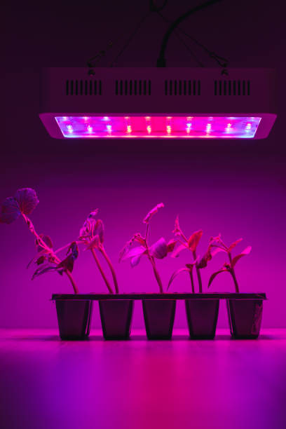 istock cucumber sprouts under led light grow lamp 1265709971