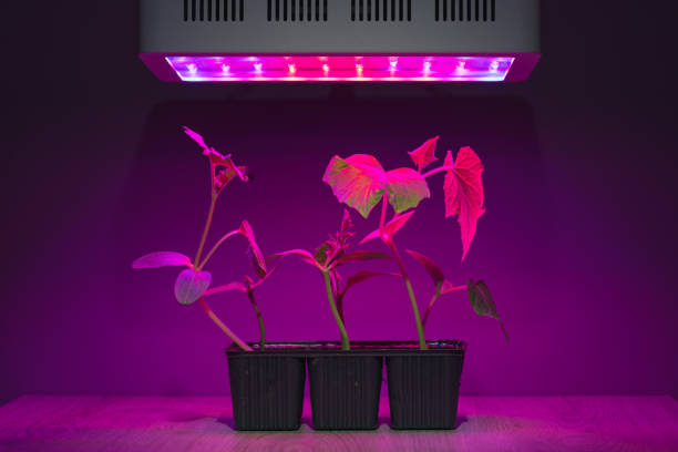 istock cucumber sprouts under led light grow lamp 1265709986