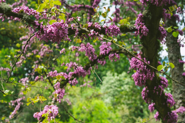 istock Purple Flowers Blossoms on a Tree Medium Closeup 1265711079