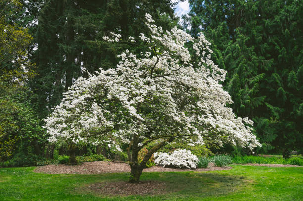 White Flower Blossoms on a Tree White Flower Blossoms on a Tree in Seattle, WA, United States dogwood trees stock pictures, royalty-free photos & images