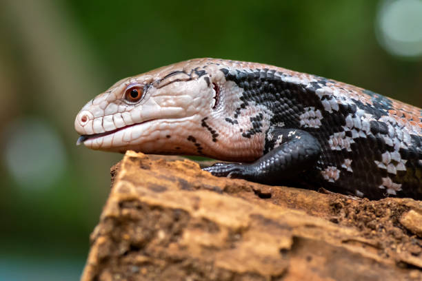 Blue tongue skink sitting on old log Blue tongue skink sitting on old log in Jakarta, Jakarta, Indonesia tiliqua scincoides stock pictures, royalty-free photos & images