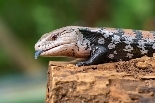 Blue tongue skink sitting on old log in Jakarta, Jakarta, Indonesia