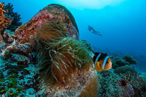 Image of the orange-fin anemonefish (Amphiprion chrysopterus) and a female scuba diver in Palau, Micronesia