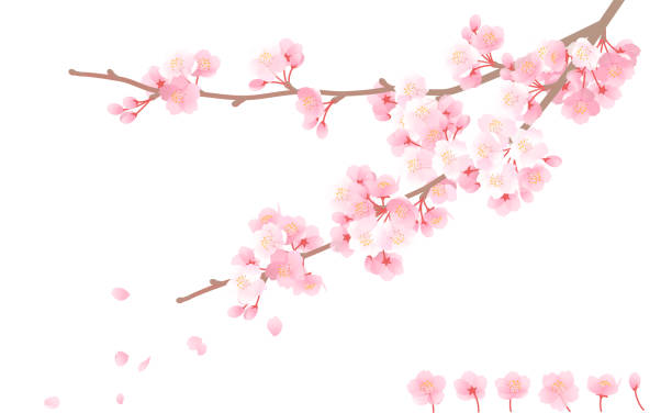 bunga sakura, bunga merah muda, dan brunch - bunga sakura ilustrasi stok