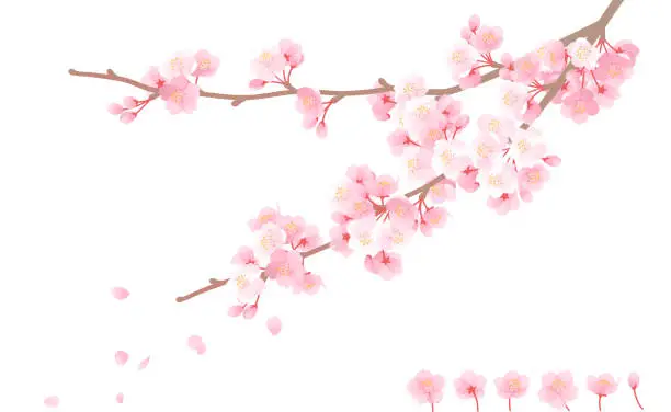 Vector illustration of cherry blossom, pink flower and brunch