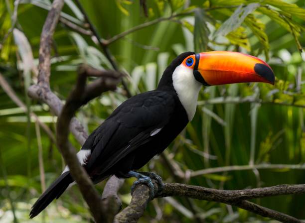 jungle toucan in forest tree top canopy stock photo
