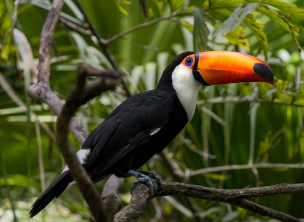 jungle toucan in forest tree top canopy This image shows a wild Toco Toucan perched on a lush forest tree top canopy branch. singer back stock pictures, royalty-free photos & images