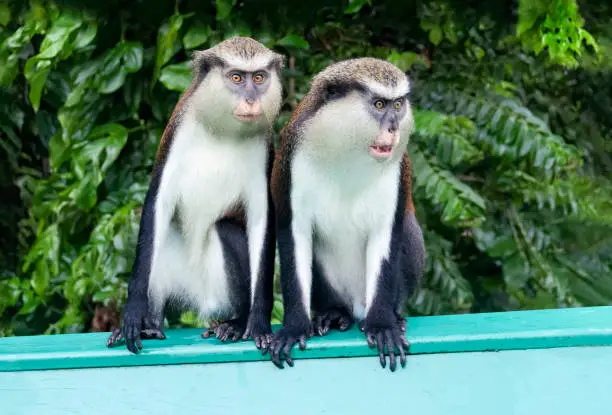Two Mona Monkeys sitting on a park bench. Endangered primate in Grand Etang National Forest, Rain-forest, Grenada, Caribbean Island, West Indies "r"n