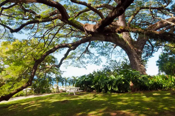 The stately Saman tree at St. Kitts. Its branches extend a full half acre. At 400+ years, it is the oldest living organism in St. Kitts.