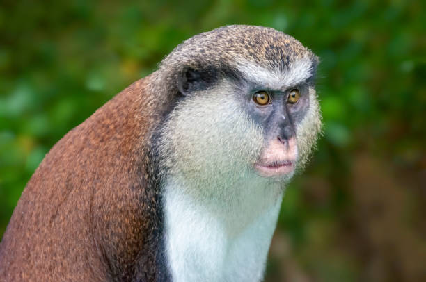 istock Mona Monkey portrait. Endangered primate in Grand Etang National Forest, Rainforest, Grenada, Caribbean Island, West Indies 1265731493