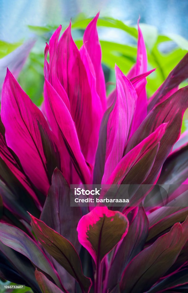 Foto de Closeup De Planta Cordilhinha Tropical Com Folhas Rosa Vermelhas  Barbados Caribe e mais fotos de stock de Dracaena Terminalis - iStock