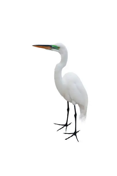 Photo of Great Egret isolated on a white background. Ardea alba.
