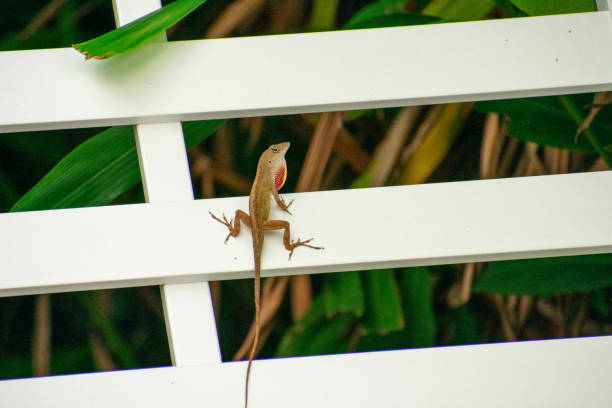 istock A Small Lizard Sitting on a White Lounge Chair 1265733495
