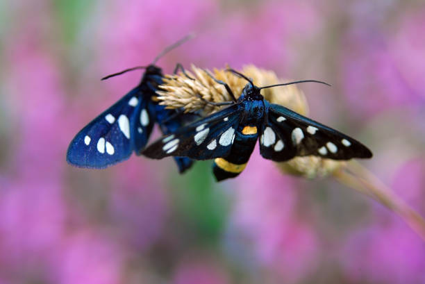 butterfly (Zygaena ephialtes), black butterfly. butterfly (Zygaena ephialtes), black butterfly. zygaena ephialtes stock pictures, royalty-free photos & images