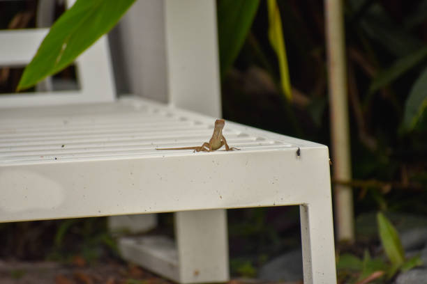 istock A Small Lizard Sitting on a White Lounge Chair 1265734712