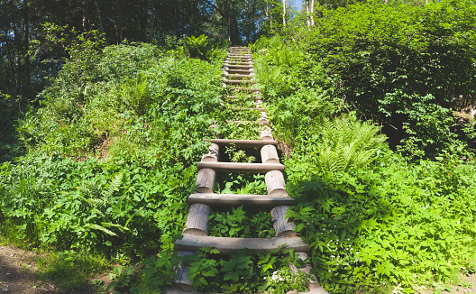 Wooden staircase in dense foliage. overgrown ladder made of wood. beautiful landscape in the park. path to the top of the hill