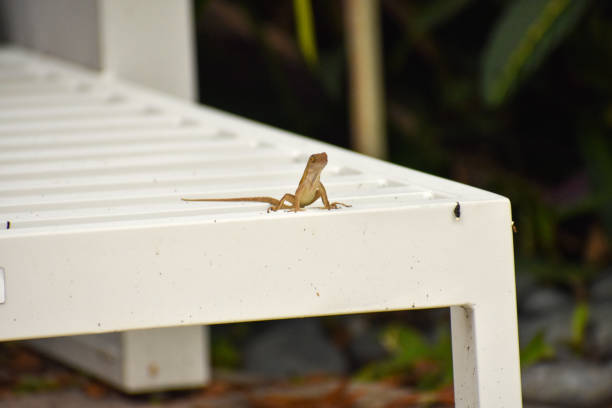 istock A Small Lizard Sitting on a White Lounge Chair 1265735685