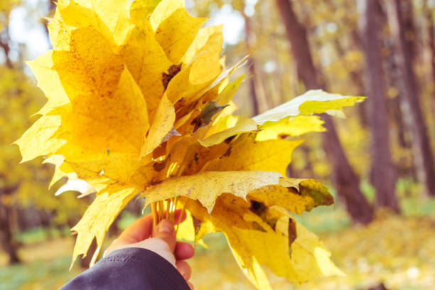 istock Hand holds maple yellow leaveson the autumn natural background 1265735828