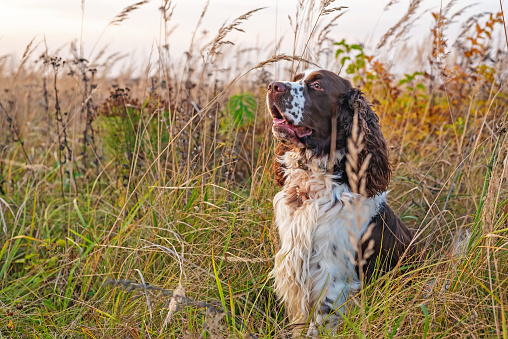 The gun dog runs in the wild grass autumn field. Young hunting dog in the autumn forest. English springer spaniel Breeds