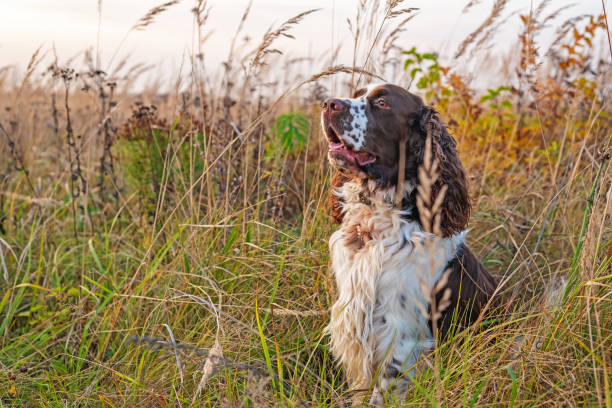 the gun dog runs in the wild grass autumn field. english springer spaniel breeds - springer spaniel dog pets animal imagens e fotografias de stock