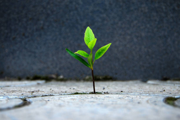 istock Cracked Soil With Little Plant 1265740877
