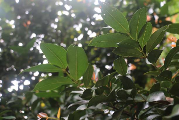 istock Dark green leaves as a background 1265753207
