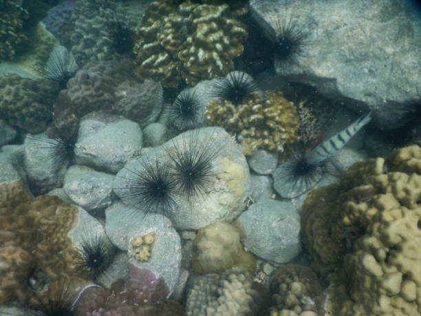 istock Fish in the Thailand sea 1265767792