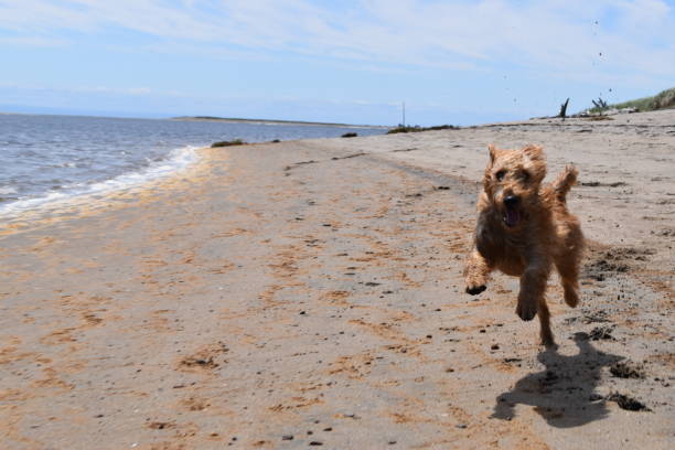 影の上に - irish terrier dog running terrier ストックフォトと画像