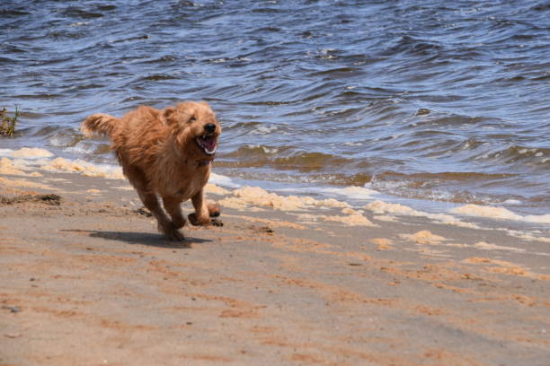 飲み込む自由 - irish terrier dog running terrier ストックフォトと画像