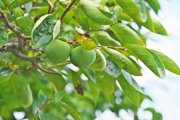 Fruit of the Japanese persimmon柿の実