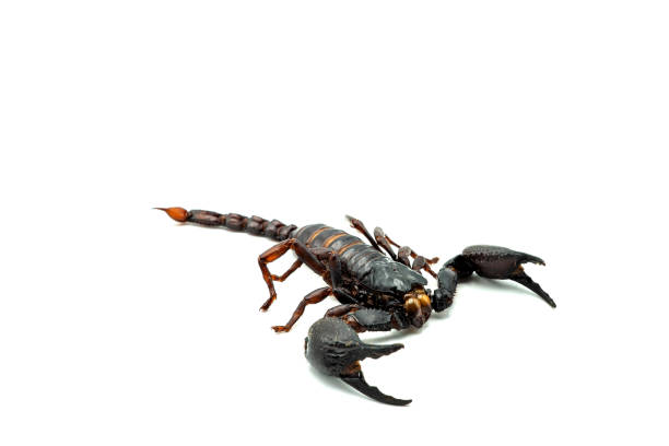istock Giant forest scorpions isolated on white background. 1265783786
