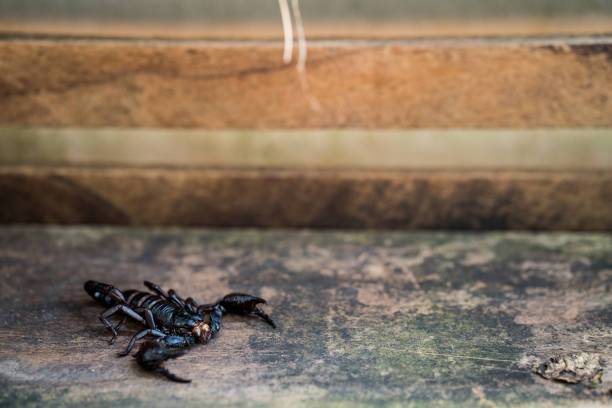 istock Giant forest scorpions on wooden table indoor. 1265783822