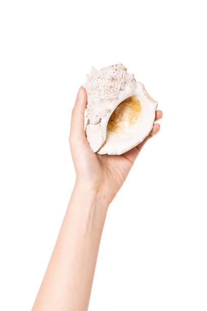 woman hand hold a conch shell isolated on white.