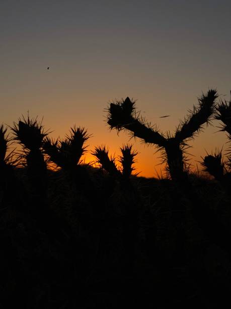 Sunset over Arizona desert stock photo