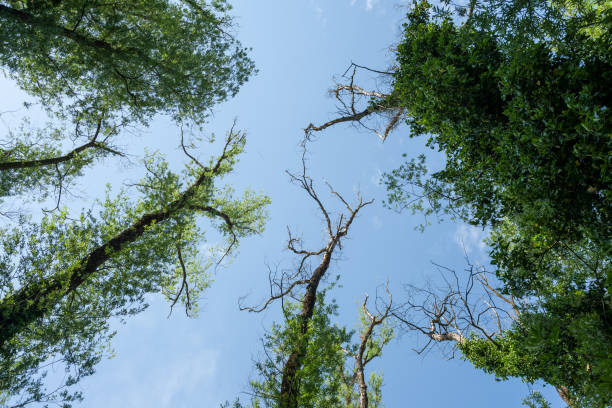 istock A low angle shot of green-leaved trees on a blue sky background 1265807584
