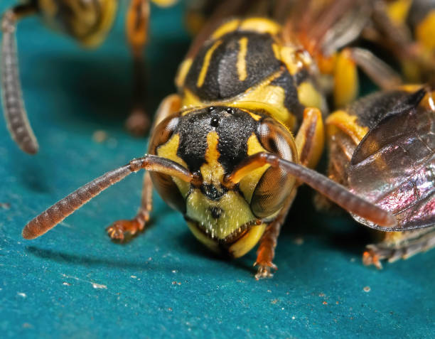 istock Macro Photo of Wasp on Blue Floor 1265820737