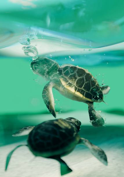 istock Sea Green Baby Turtle 1265829805