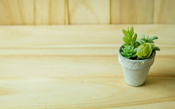 istock small tree and white plant on wood table for background content. 1265829833