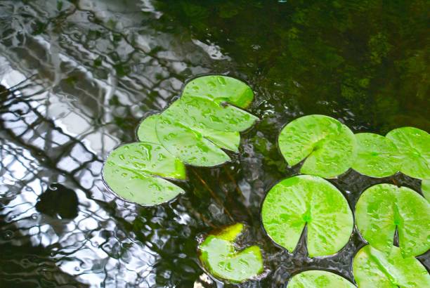 istock Green lillipads on water 1265829992