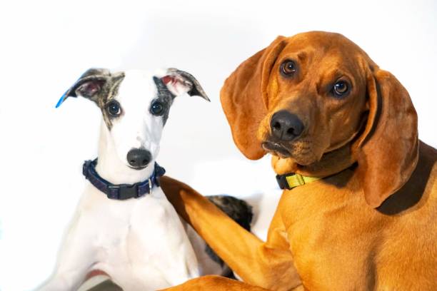 istock Best friends, puppies 1265830007