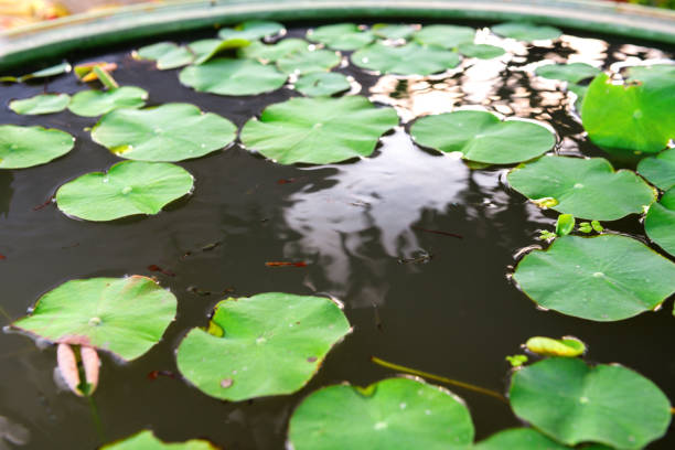 Water lilies in water with small fishes.