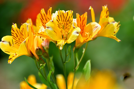 Group of orange, yellow, white color lily flowers blossom in the garden