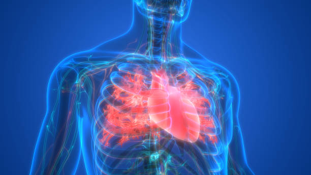 istock Human Internal Organs Circulatory System Heart Anatomy 1265835895