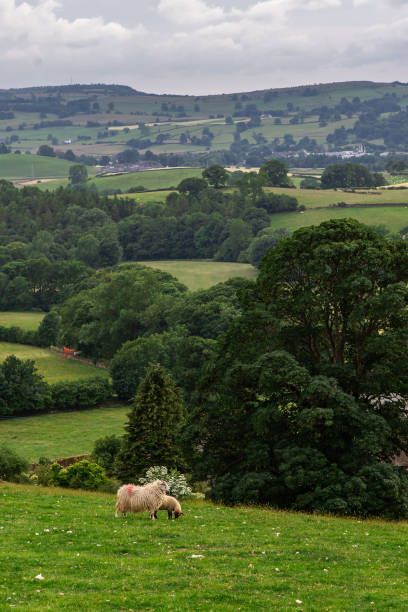 istock The farms in Lake District 1265846773