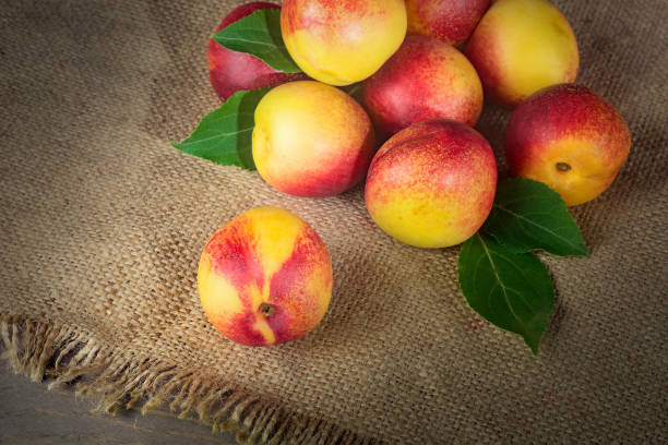 istock Rustic fruit still life. Ripe nectarines close up. 1265851759
