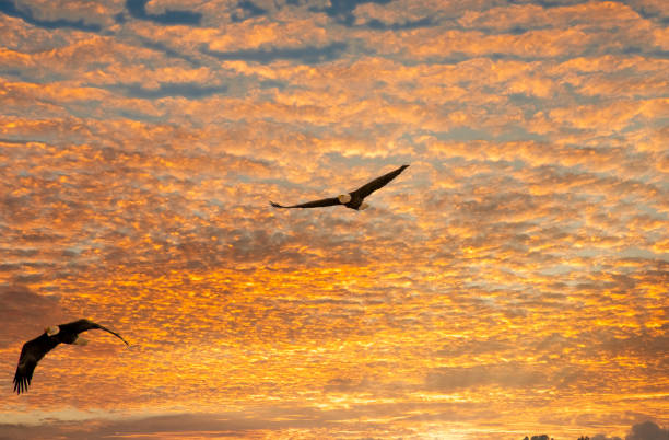 i̇ki kel kartal ortabatı gökyüzüne karşı soring - eagles stok fotoğraflar ve resimler